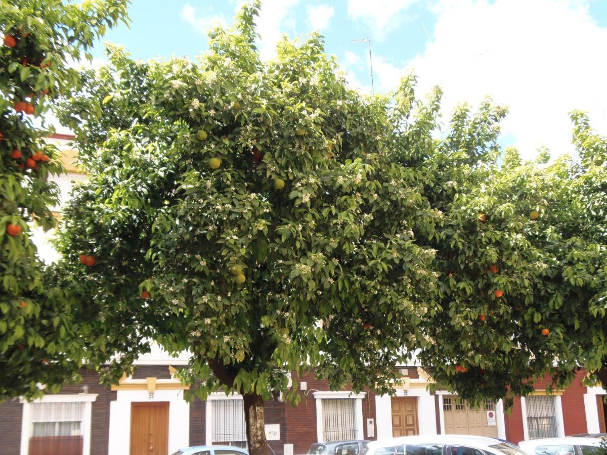 Apartamento En Triana Sevilla Exteriör bild